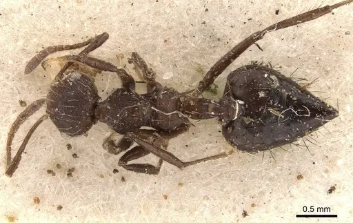 Crematogaster arcuata - CASENT0908388