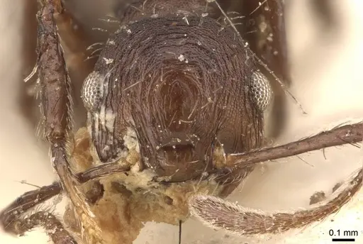 Crematogaster arcuata - CASENT0908388