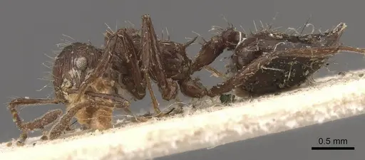 Crematogaster arcuata - CASENT0908388