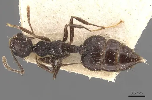 Crematogaster arcuata - CASENT0908389