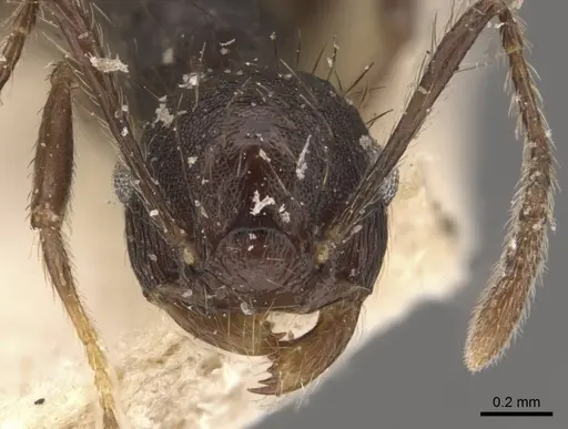 Crematogaster arcuata - CASENT0908389