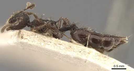 Crematogaster arcuata - CASENT0908389