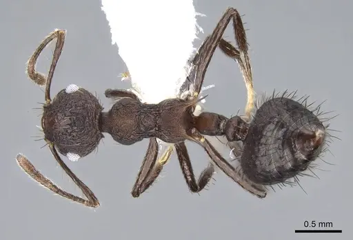 Crematogaster arcuata - CASENT0914549