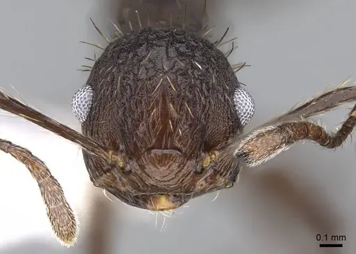 Crematogaster arcuata - CASENT0914549