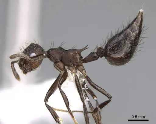 Crematogaster arcuata - CASENT0914549