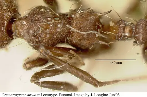 Crematogaster arcuata - JTL669614