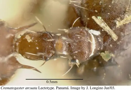 Crematogaster arcuata - JTL669614