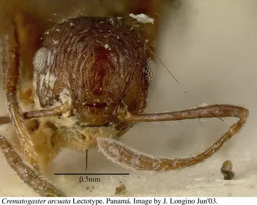 Crematogaster arcuata - JTL669614