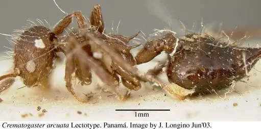 Crematogaster arcuata - JTL669614
