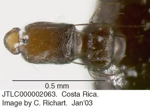 Crematogaster arcuata - JTLC000002063