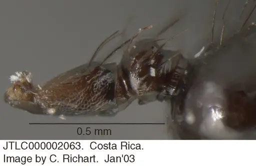 Crematogaster arcuata - JTLC000002063