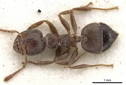Crematogaster arnoldi specimen