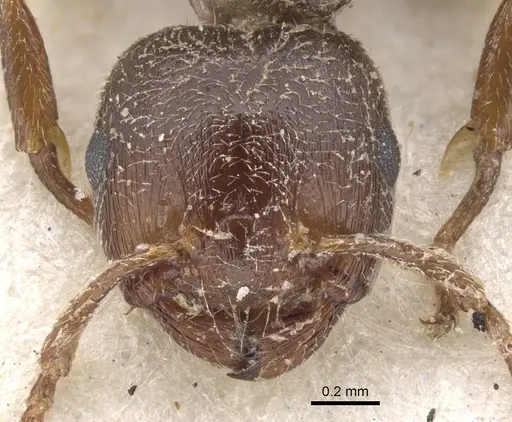 Crematogaster arnoldi specimen