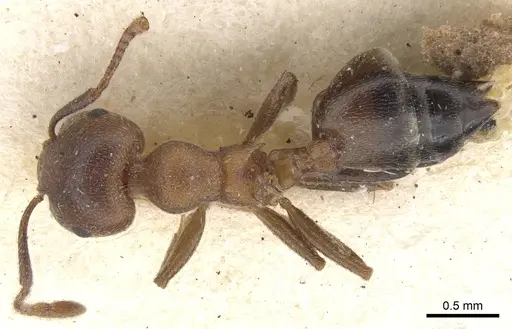 Crematogaster arnoldi - CASENT0902080