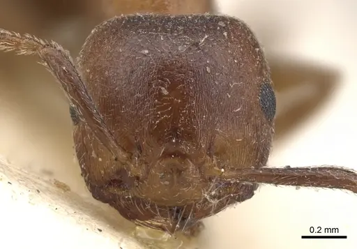Crematogaster arnoldi - CASENT0902080