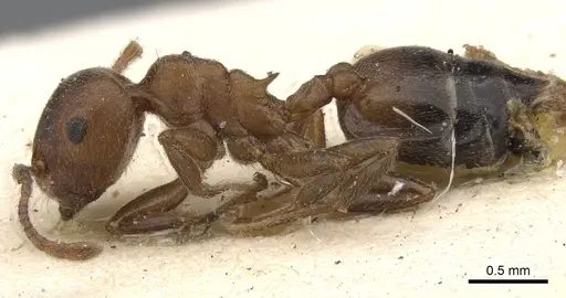 Crematogaster arnoldi - CASENT0902080