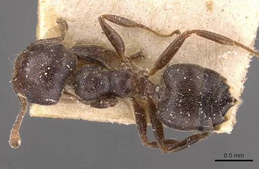 Crematogaster arnoldi - CASENT0908499