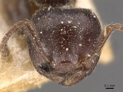 Crematogaster arnoldi - CASENT0908499