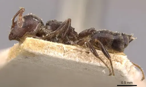 Crematogaster arnoldi - CASENT0908499