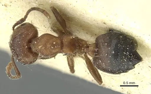 Crematogaster arnoldi - CASENT0912641