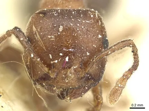 Crematogaster arnoldi - CASENT0912641