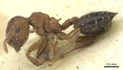 Crematogaster arnoldi - CASENT0912641