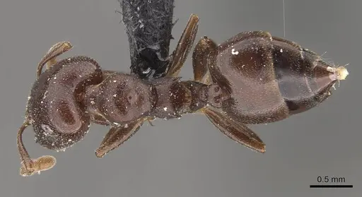 Crematogaster arthurimuelleri specimen