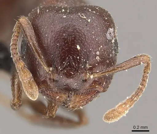 Crematogaster arthurimuelleri specimen