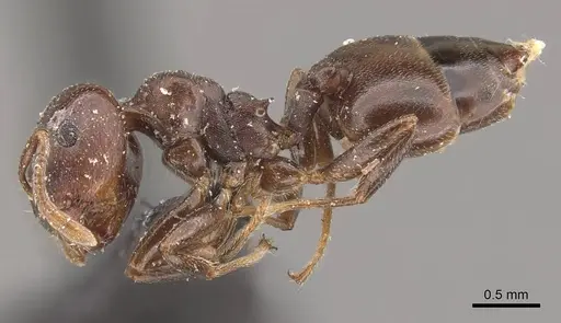 Crematogaster arthurimuelleri specimen
