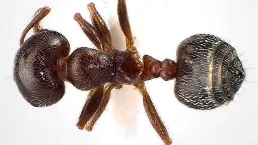 Crematogaster ashmeadi specimen