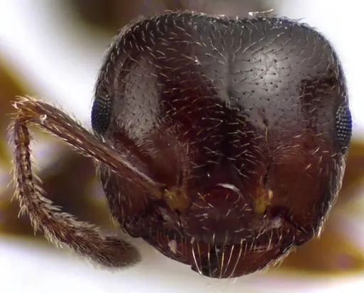 Crematogaster ashmeadi specimen