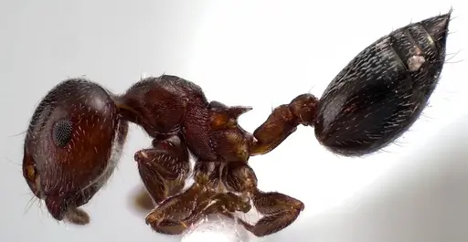 Crematogaster ashmeadi specimen