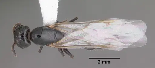 Crematogaster ashmeadi - CASENT0103761
