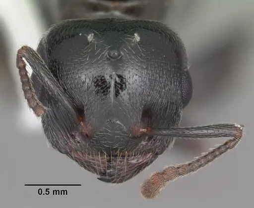 Crematogaster ashmeadi - CASENT0103761