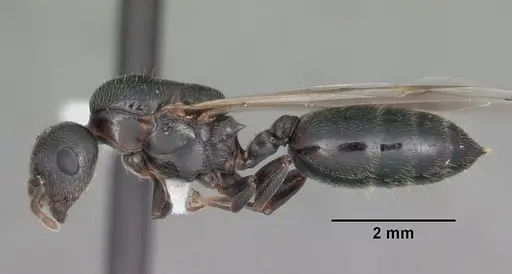 Crematogaster ashmeadi - CASENT0103761