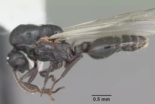 Crematogaster ashmeadi - CASENT0103762
