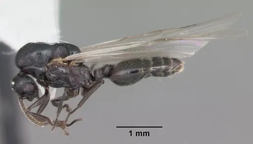 Crematogaster ashmeadi - CASENT0103762
