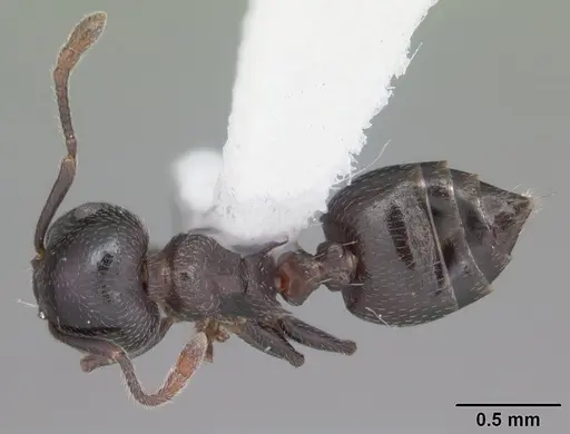 Crematogaster ashmeadi - CASENT0103765