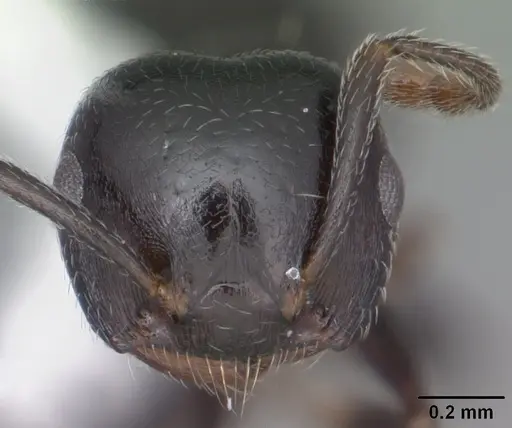 Crematogaster ashmeadi - CASENT0103765