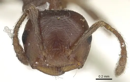 Crematogaster ashmeadi - CASENT0902144