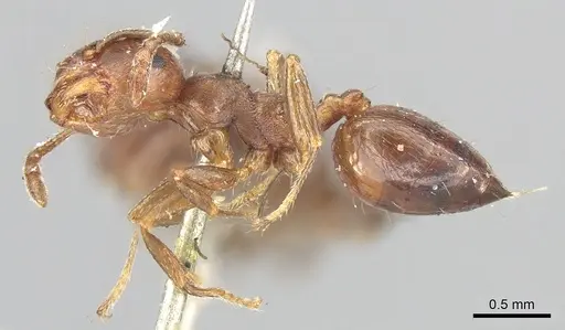 Crematogaster ashmeadi - CASENT0902144
