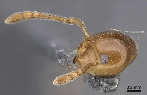 Crematogaster ashmeadi - CASENT0914494