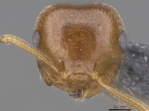 Crematogaster ashmeadi - CASENT0914494