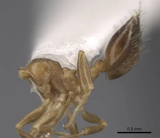 Crematogaster ashmeadi - CASENT0914494