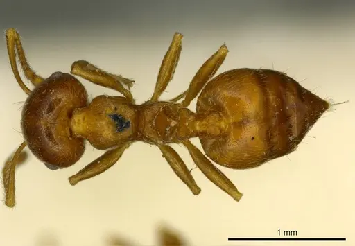 Crematogaster ashmeadi - CASENT0919694