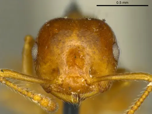 Crematogaster ashmeadi - CASENT0919694