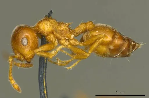 Crematogaster ashmeadi - CASENT0919694
