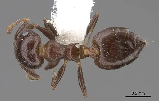 Crematogaster ashmeadi - CASENT0922720