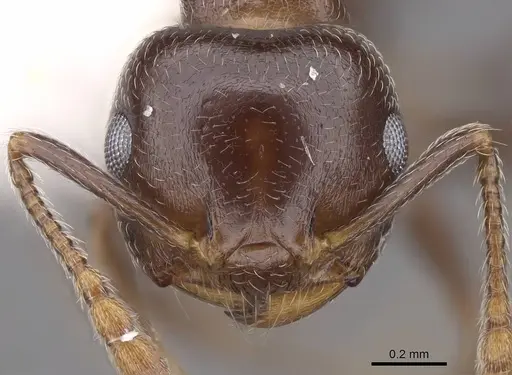 Crematogaster ashmeadi - CASENT0922720