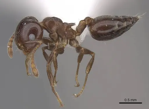 Crematogaster ashmeadi - CASENT0922720